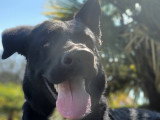 Chien de garde à donner