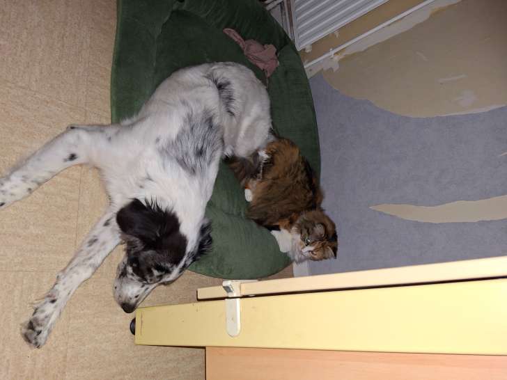 Chiot femelle Berger Australien croisé Border Collie à vendre