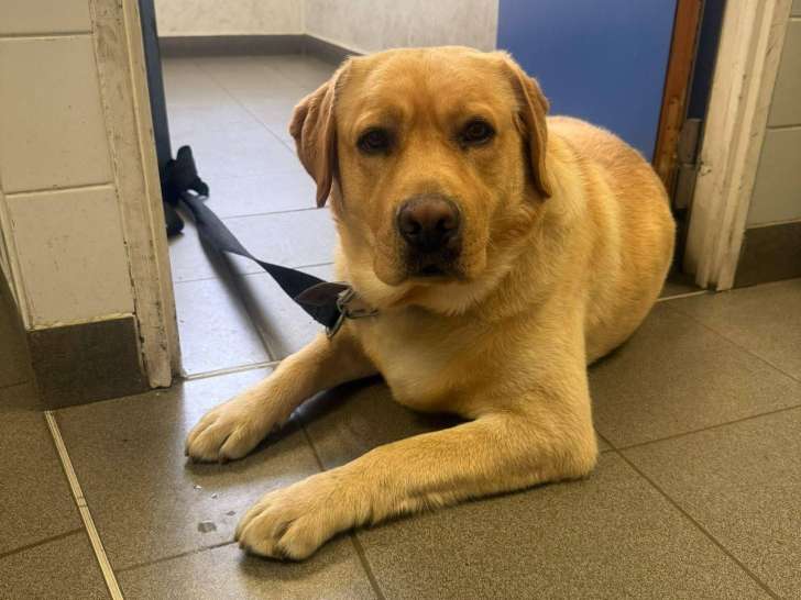 Simba, Labrador Retriever à adopter en association