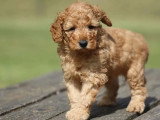 Chiot Caniche Nain mâle fauve orangé LOF à vendre