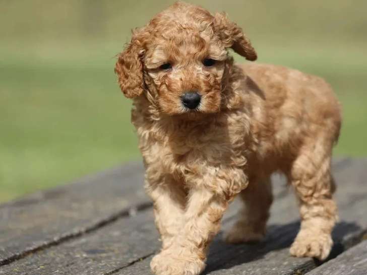 Chiot Caniche Nain mâle fauve orangé LOF à vendre