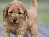 Chiot Caniche Nain mâle fauve orangé LOF à vendre