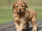 Chiot Caniche Nain mâle fauve orangé LOF à vendre