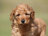 Chiot Caniche Nain mâle fauve orangé LOF à vendre