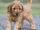 Chiot Caniche Nain mâle fauve orangé LOF à vendre