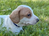 4 chiots Teckel Poil Ras à réserver non LOF nés en avril 2026