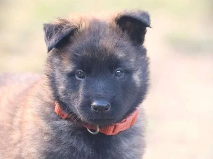 5 chiots femelles Berger Hollandais LOF nées en avril 2026