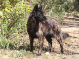 5 chiots femelles Berger Hollandais LOF nées en avril 2026