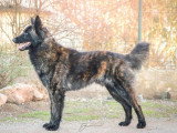 5 chiots femelles Berger Hollandais LOF nées en avril 2026