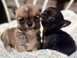 Deux chiots mâles Chihuahua non LOF nés avril 2026 à réserver