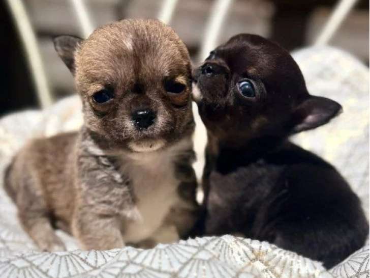 Deux chiots mâles Chihuahua non LOF nés avril 2026 à réserver