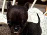 Deux chiots mâles Chihuahua non LOF nés avril 2026 à réserver