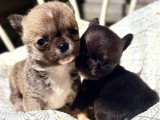 Deux chiots mâles Chihuahua non LOF nés avril 2026 à réserver