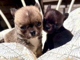 Deux chiots mâles Chihuahua non LOF nés avril 2026 à réserver