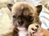 Deux chiots mâles Chihuahua non LOF nés avril 2026 à réserver