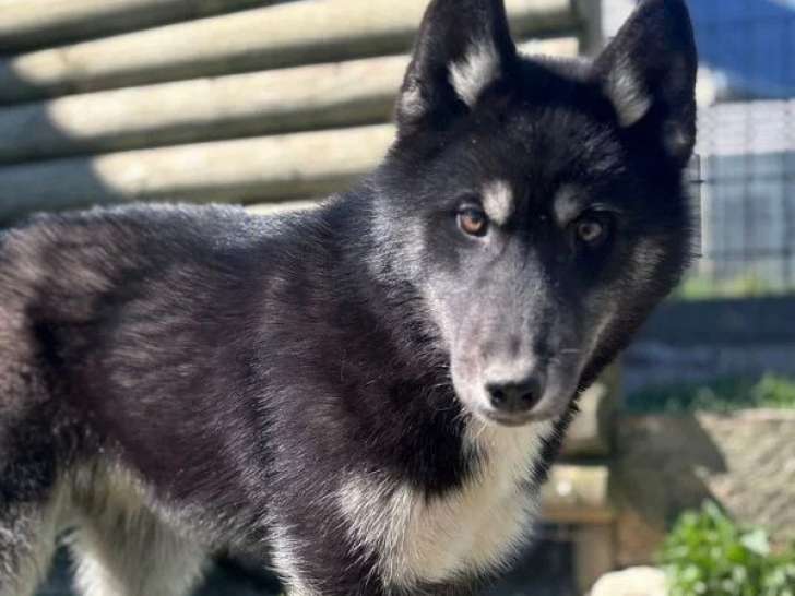 Deux chiots mâles Husky de Sibérie non LOF nés en octobre 2025 à vendre