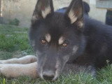 Deux chiots mâles Husky de Sibérie non LOF nés en octobre 2025 à vendre