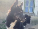 Deux chiots mâles Husky de Sibérie non LOF nés en octobre 2025 à vendre