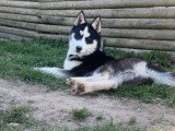 Deux chiots mâles Husky de Sibérie non LOF nés en octobre 2025 à vendre