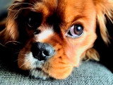 Rumstek, mâle Cavalier King Charles disponible pour saillie