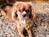 Rumstek, mâle Cavalier King Charles disponible pour saillie