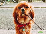 Rumstek, mâle Cavalier King Charles disponible pour saillie