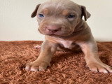 Chiots American Bully XL et XXL à vendre