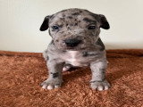 Chiots American Bully XL et XXL à vendre