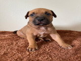 Chiots American Bully XL et XXL à vendre