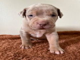 Chiots American Bully XL et XXL à vendre
