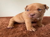 Chiots American Bully XL et XXL à vendre