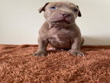 Chiots American Bully XL et XXL à vendre