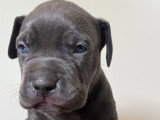 Chiots American Bully XL et XXL à vendre