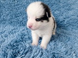 Chiots Pomsky Toy F4 + à vendre