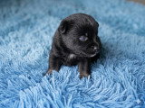 Chiots Pomsky Toy F4 + à vendre