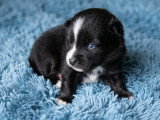 Chiots Pomsky Toy F4 + à vendre