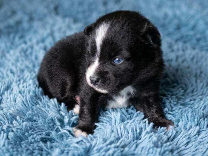 Chiots Pomsky Toy F4 + à vendre