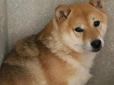 En quête d'un foyer : chienne Shiba au pelage fauve de 2 ans
