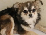 Adoption disponible : chiot femelle Chihuahua tricolore de 7 mois