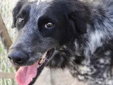 En attente d'adoption : chienne Border Collie noir et blanc de 2 ans