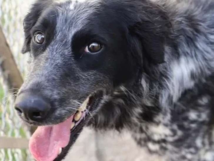 En attente d'adoption : chienne Border Collie noir et blanc de 2 ans