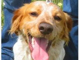Disponible à l'adoption : chien Épagneul Breton marron et blanc d'un an