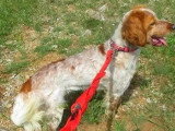 Disponible à l'adoption : chien Épagneul Breton marron et blanc d'un an