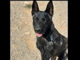 En quête d'un foyer : chiot mâle Berger Malinois bringé de 11 mois