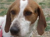 À adopter : chien Beagle tricolore de 4 ans