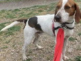 À adopter : chien Beagle tricolore de 4 ans
