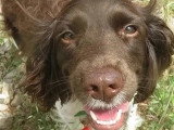 À la recherche d'une famille : chienne marron et blanc de 2 ans