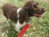 À la recherche d'une famille : chienne marron et blanc de 2 ans