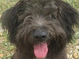 En attente d'un foyer : chiot mâle Briard noir de 9 mois