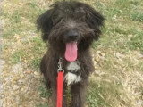 En attente d'un foyer : chiot mâle Briard noir de 9 mois